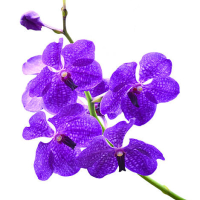 Цветок орхидея "Ванда"